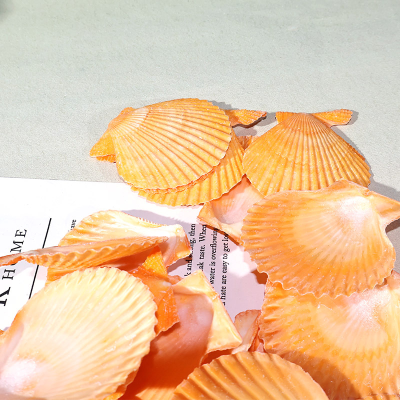 Beste gele Sint-jakobsschelp a - Marine Fish Tank recensie en prijs