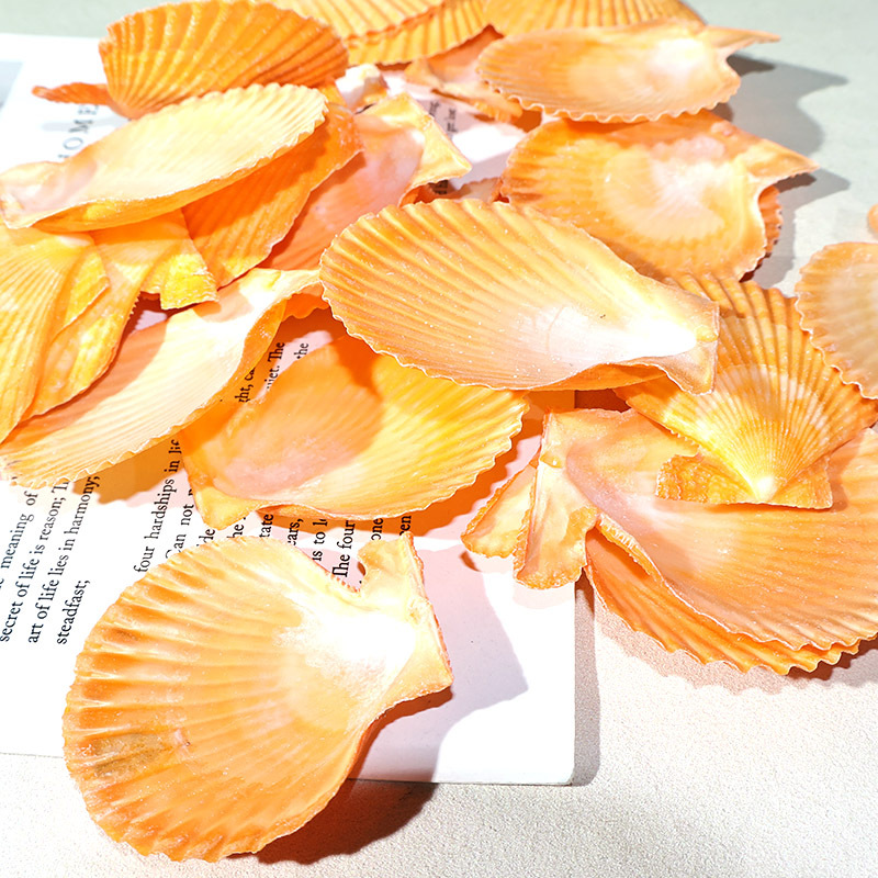 Beste gele Sint-jakobsschelp a - Marine Fish Tank recensie en prijs