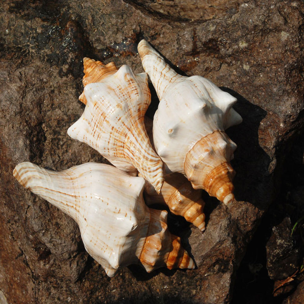 Decoratieve schelp voor aquari - Marine Fish Tank recensie en prijs