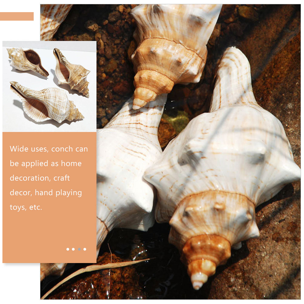 Decoratieve schelp voor aquari - Marine Fish Tank recensie en prijs